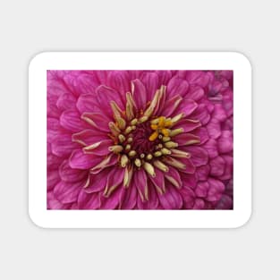 zinnia flower bloom in pink Magnet
