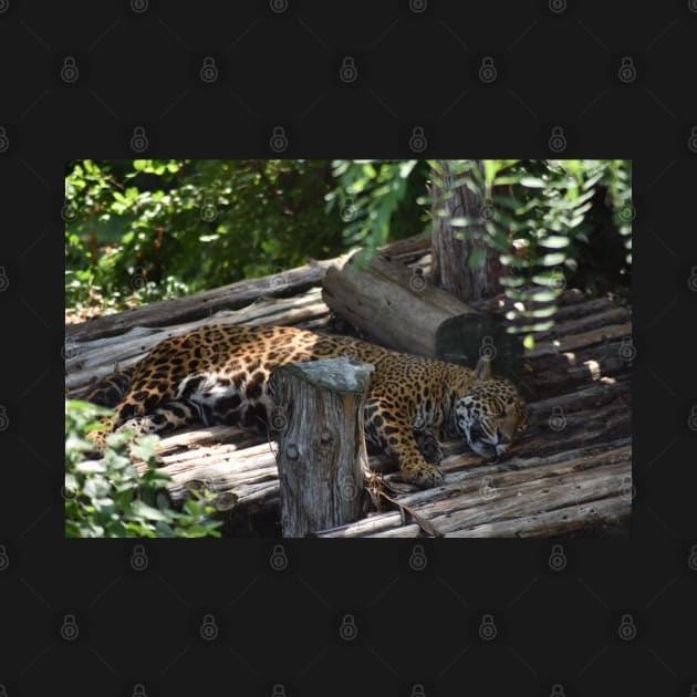 Jaguar by MarieDarcy