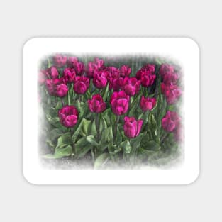 Family Of Red Tulips Magnet