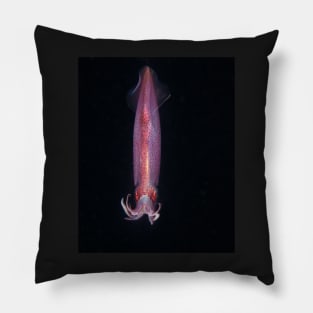 Caribbean Reef Squid On a Blackwater Night Dive Pillow