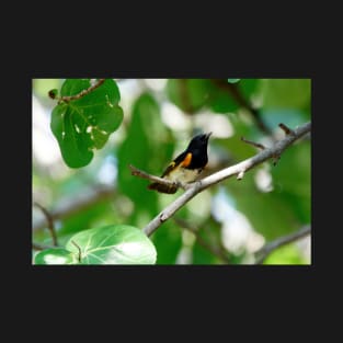 Male American Redstart Bird on Branch T-Shirt