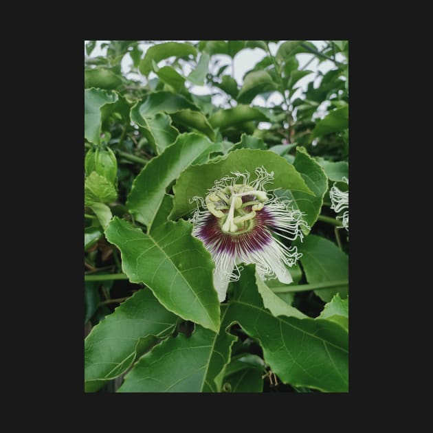 passion fruit flower, green leaves, plant photograph by MarJul