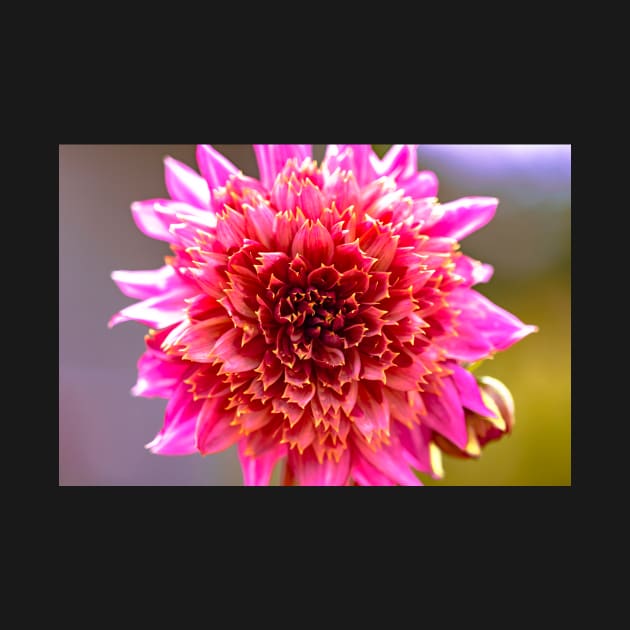 Pink powder-puff dahlia by blossomcophoto