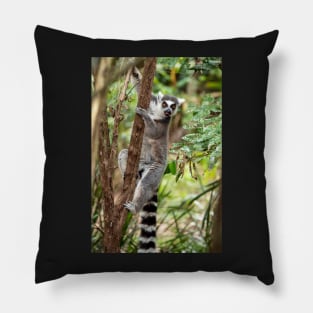 Ring Tailed Lemur Pillow