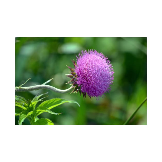 Purple Prairie Plant by bgaynor