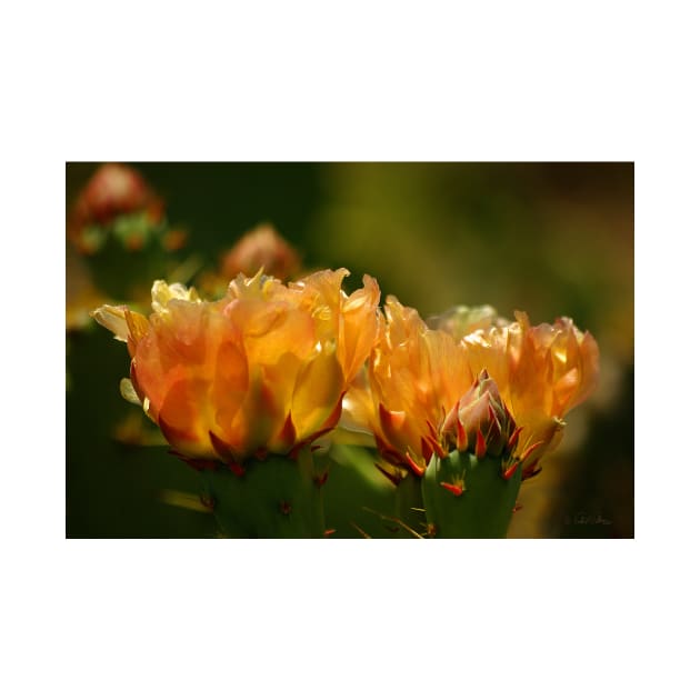 Warm Glow of Spring ~ Pancho Villa State Park, Columbus, NM by VKPelham