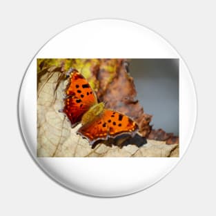 Eastern Comma Butterfly Pin