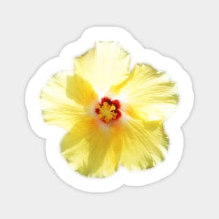 Yellow Hibiscus Magnet