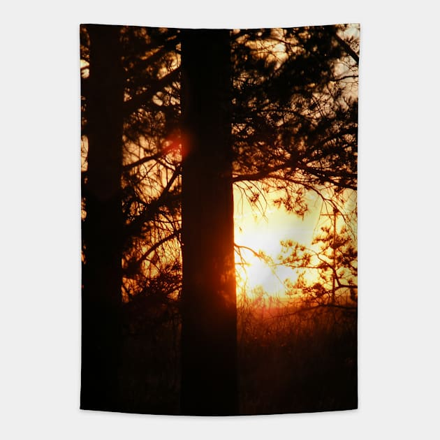 Sunset Through Pines Tapestry by LockeNLore