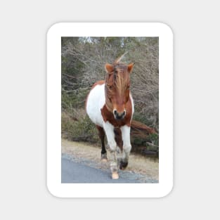 Assateague Pony - Virginia Magnet