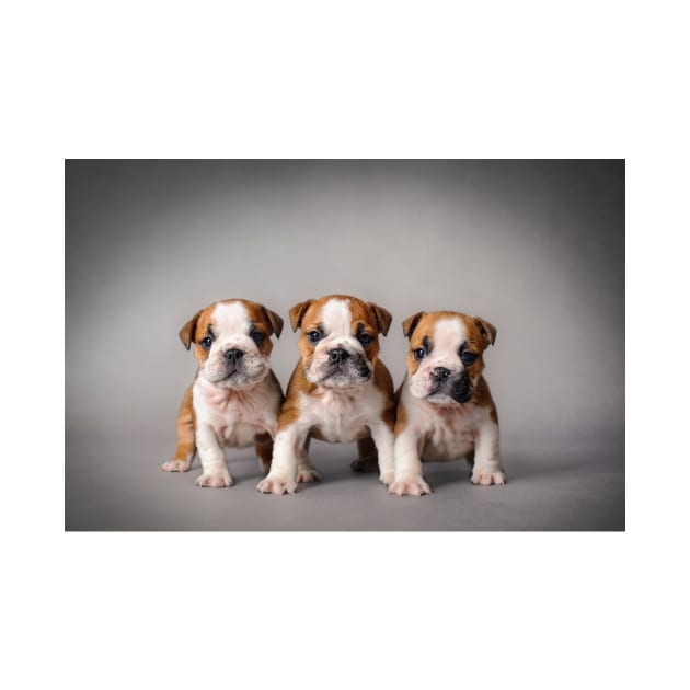 Bulldog puppies by PetsArt