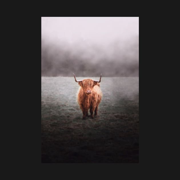 Highland Cow by TMcG72