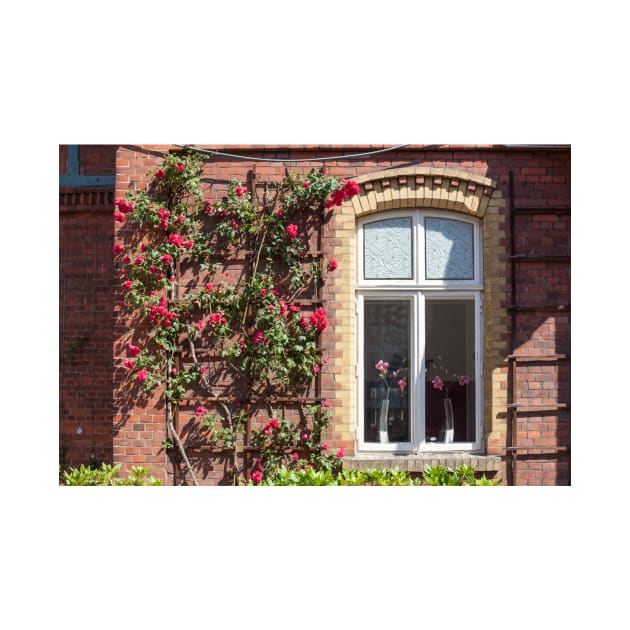 Window with climbing roses, administration building, Nordwolle industrial monument, Delmenhorst, Lower Saxony, Germany, Europe by Kruegerfoto