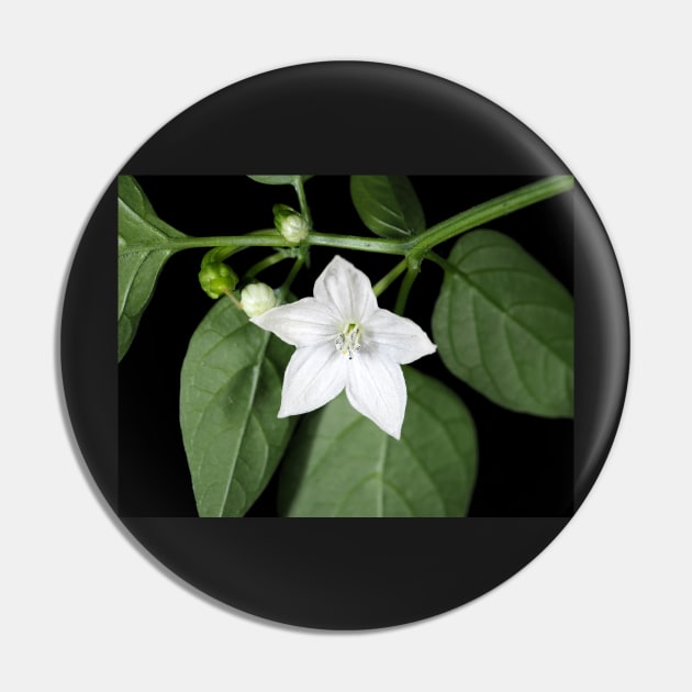 White hot pepper flower (Capsicum annuum cultivar) close-up Pin by SDym Photography