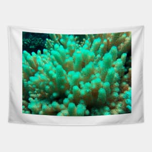 soft coral in the reef Tapestry