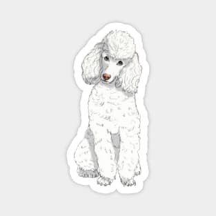 Toy poodle W Magnet