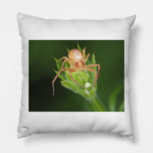 Spider identified as Philodromus sp. - running crab spider Pillow