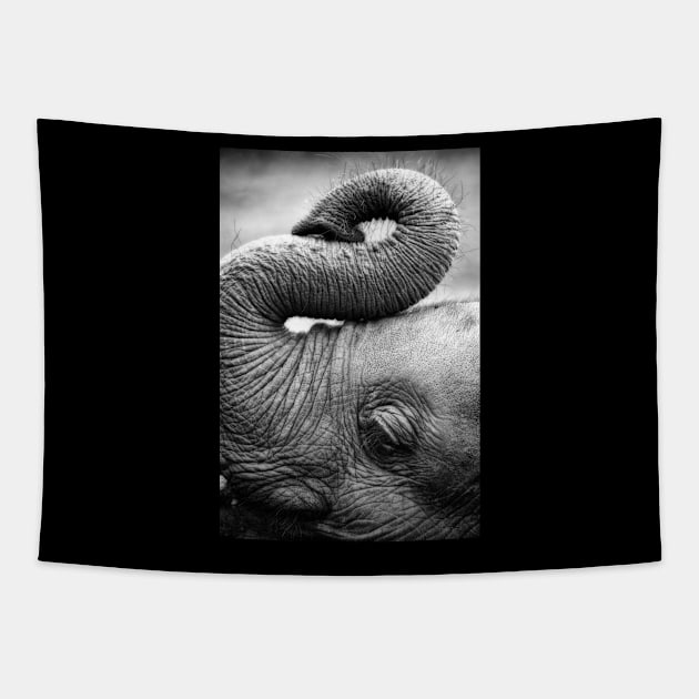 Baby Elephant Tapestry by Fallow