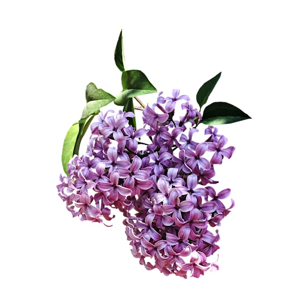 Lilacs - Delicate Pink Lilacs by SusanSavad