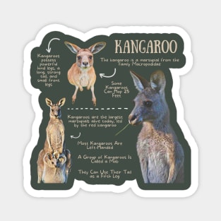 Animal Facts - Kangaroo Magnet