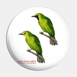 Lesser Green Leafbird | Chloropsis cyanopogon ⚥ Pin