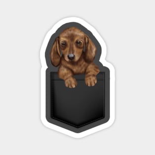 Dachshund in Pocket Magnet