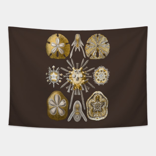 Ernst Haeckel Echinidea Sea Urchin Tapestry by Scientistudio