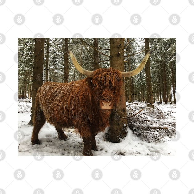 Scottish Highland Cattle Cow 2184 by SaarelaHighland