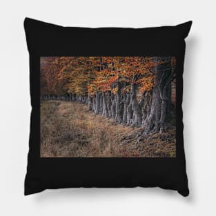 'By the Left, Quick March', autumnal beech trees, near Loch Rannoch. Pillow