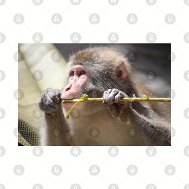 Japanese Snow Monkey by croper