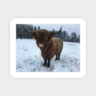 Scottish Highland Cattle Bull 2207 Magnet