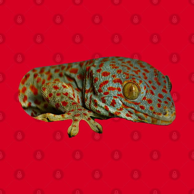 Tokay Gecko by dalyndigaital2@gmail.com