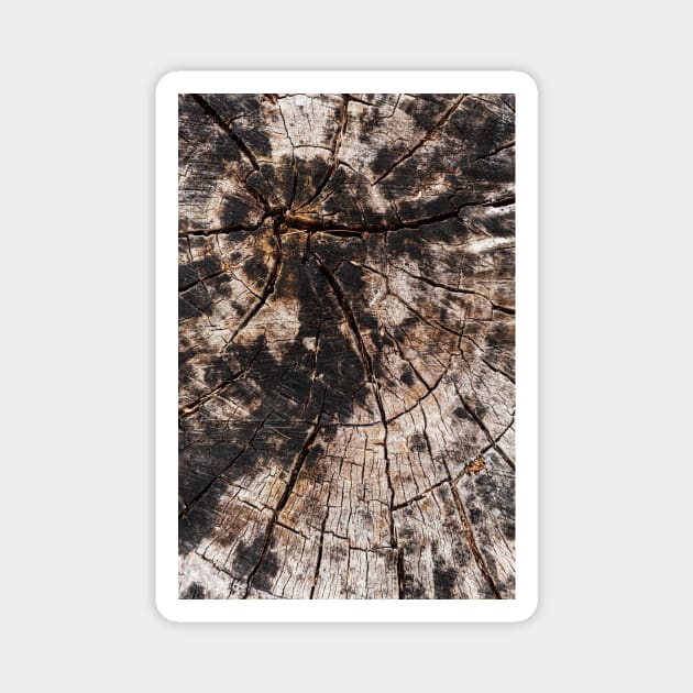 Chopped Tree Trunk Inner Rings Magnet by textural