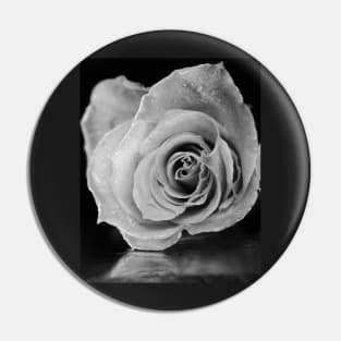 Black and white rose. Pin