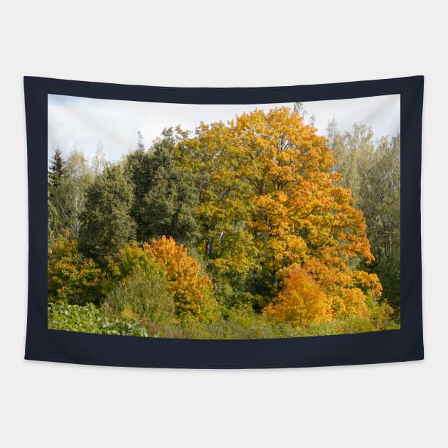 autumn Tapestry by ylleloog