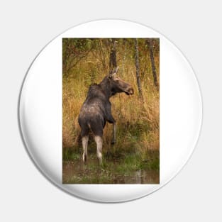 I'm outa here - Moose, Algonquin Park, Canada Pin