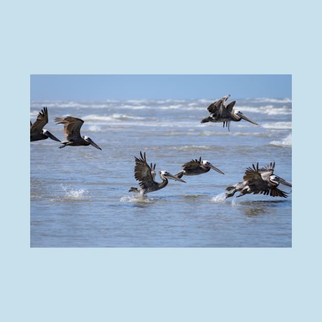 Brown Pelicans in Flight by Debra Martz