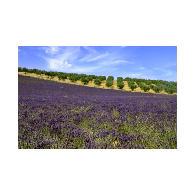 Lavander in Provence by annalisa56