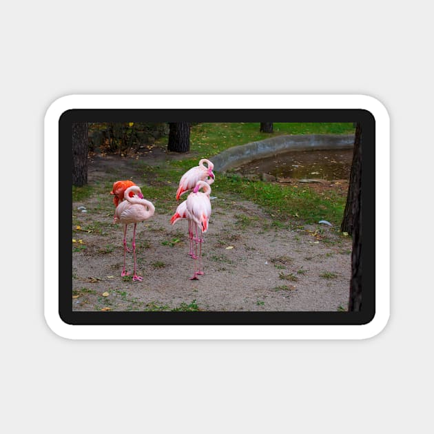 Pink and red flamingo Magnet by lena-maximova