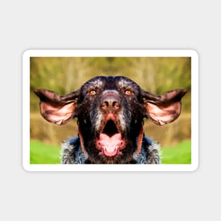 Singing German Wirehaired Pointer Magnet