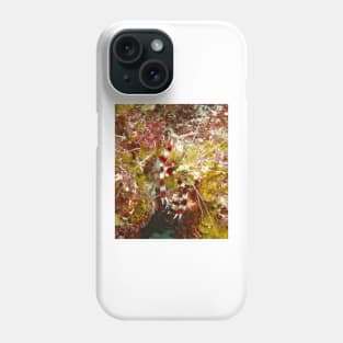 Banded Coral Shrimp Phone Case