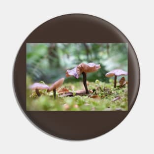 Delicate pink mushrooms on forest floor. Pin