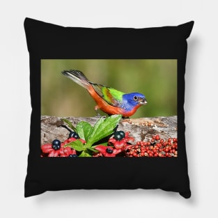 Painted Bunting Male Bird Pillow