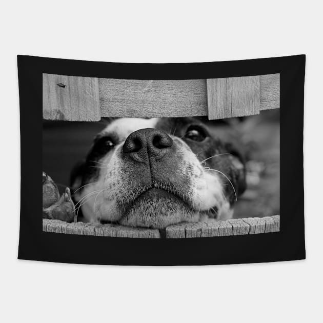 Cute Puppy Dog Poster Tapestry by Claireandrewss