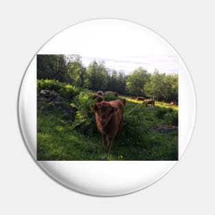Scottish Highland Cattle Calf 1783 Pin