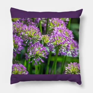 Light purple Allium flowers in a garden Pillow