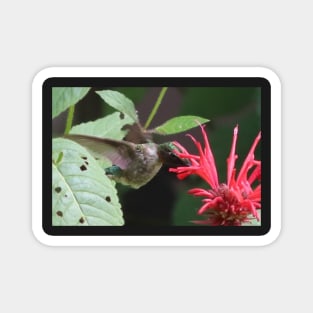 A Hummingbird partaking in Bee Balm Nectar Magnet