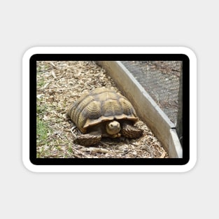 Sulcata Tortoise Magnet