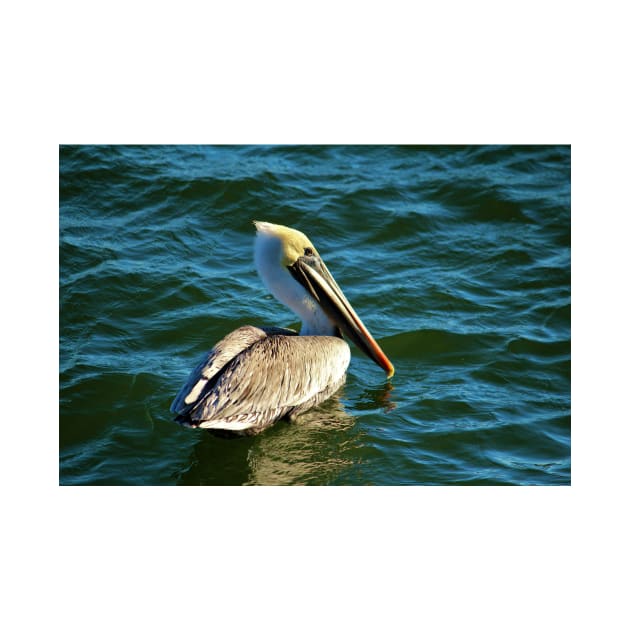 Pelican Beauty by Cynthia48
