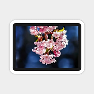 Cherry blossoms with blue bokeh Magnet